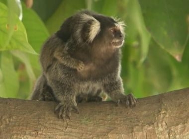 Número de macacos capturados para teste de febre amarela em Salvador chega a 133