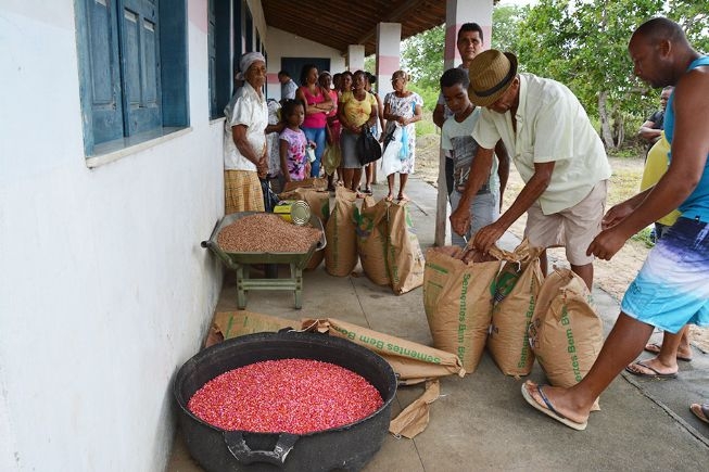 FEIRA DE SANTANA: Custam R$ 500 mil ao Município, sementes distribuídas a pequeno agricultor