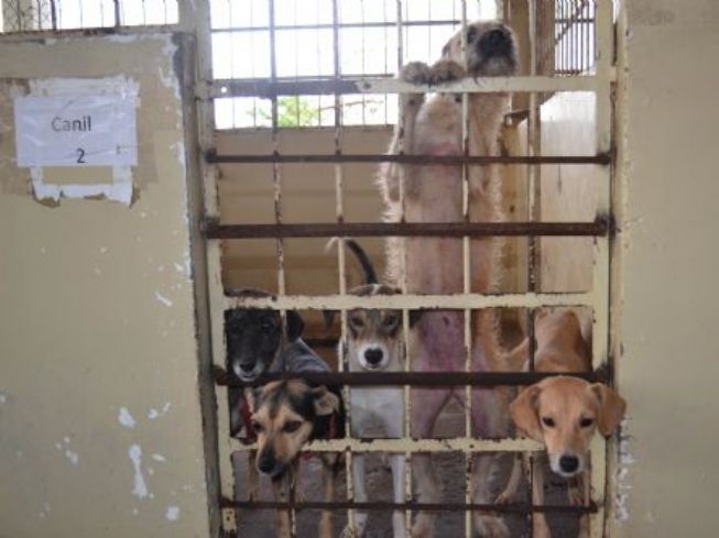 PMFS:  Dezenas de cães e gatos aguardam adoção no Centro de Zoonoses