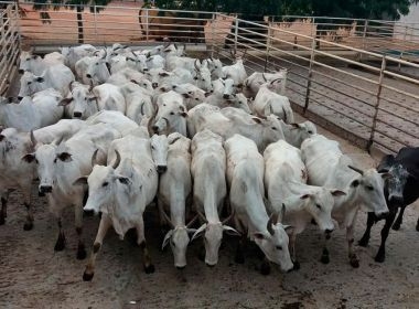 Barreiras: Mais de 180 bois apreendidos por entrada ilegal na Bahia são abatidos