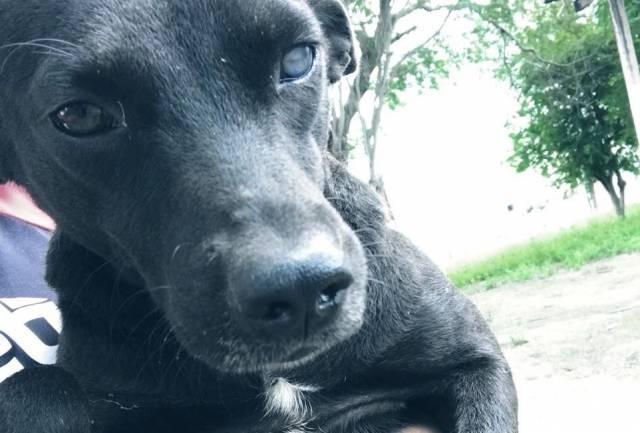 Denúncia: Cães e gatos são envenenados em Ipirá