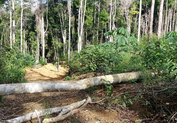 Ibama aplica multas de R$ 1,4 milhão em oito cidades