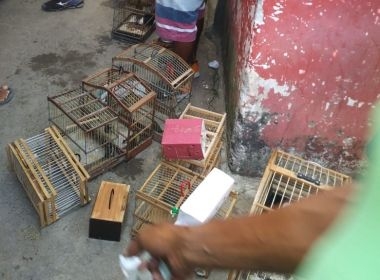 Polícia Militar prende homens suspeitos de comercializar aves silvestres na RMS