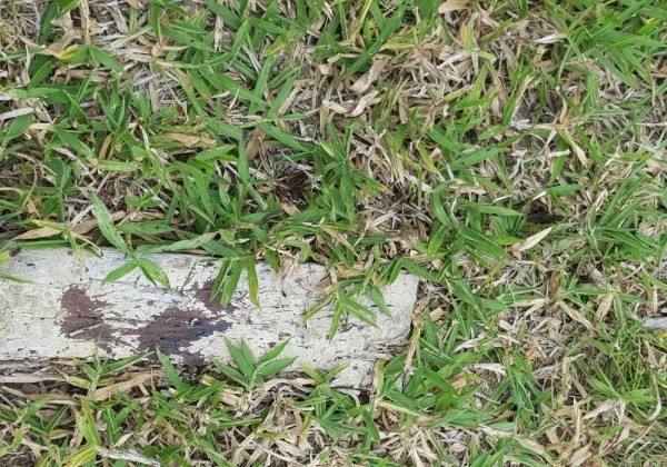 Professor é morto a facadas em fazenda na cidade de Jucuruçu