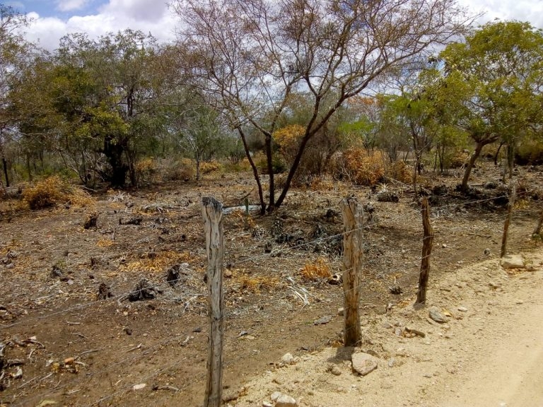 Teofilândia: Projeto de vereador proíbe desmatamento de Caatinga Nativa por 20 anos