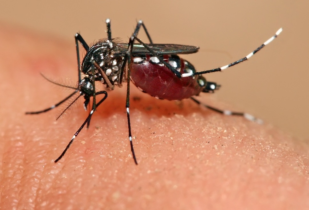 Municípios recebem 7,4 mil kits para combaterem o Aedes aegypti
