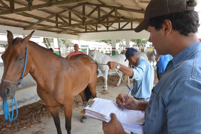 FEIRA DE SANTANA: Animais da raça Mangalarga Marchador passam por avaliação no Parque de Exposição