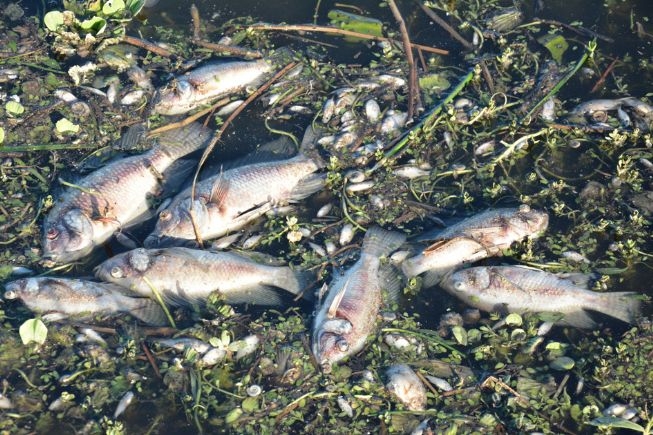 PMFS: Semmam vai investigar morte de peixes em lagoa na Conceição II