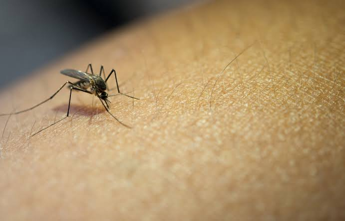 Números de caso de dengue aumentam em mais de 180% em 2022 