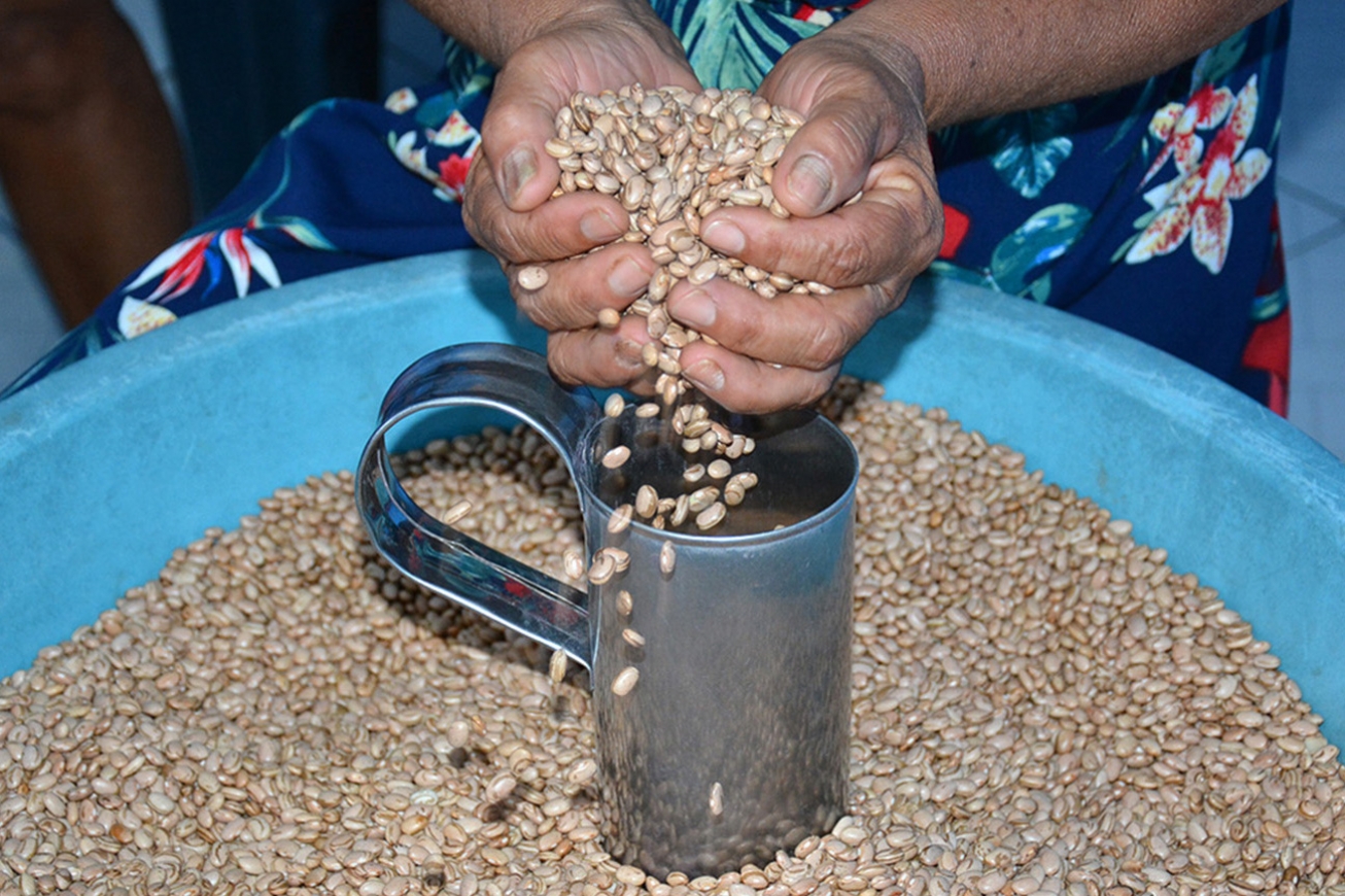 Prefeitura de Feira de Santana inicia distribuição de sementes nesta terça-feira (31)