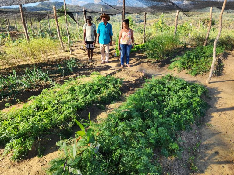 Produção agroecológica garante segurança alimentar e nutricional no Piemonte do Paraguaçu