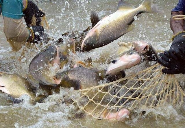 Produção de peixes da Bahia Pesca aumenta 40% durante pandemia