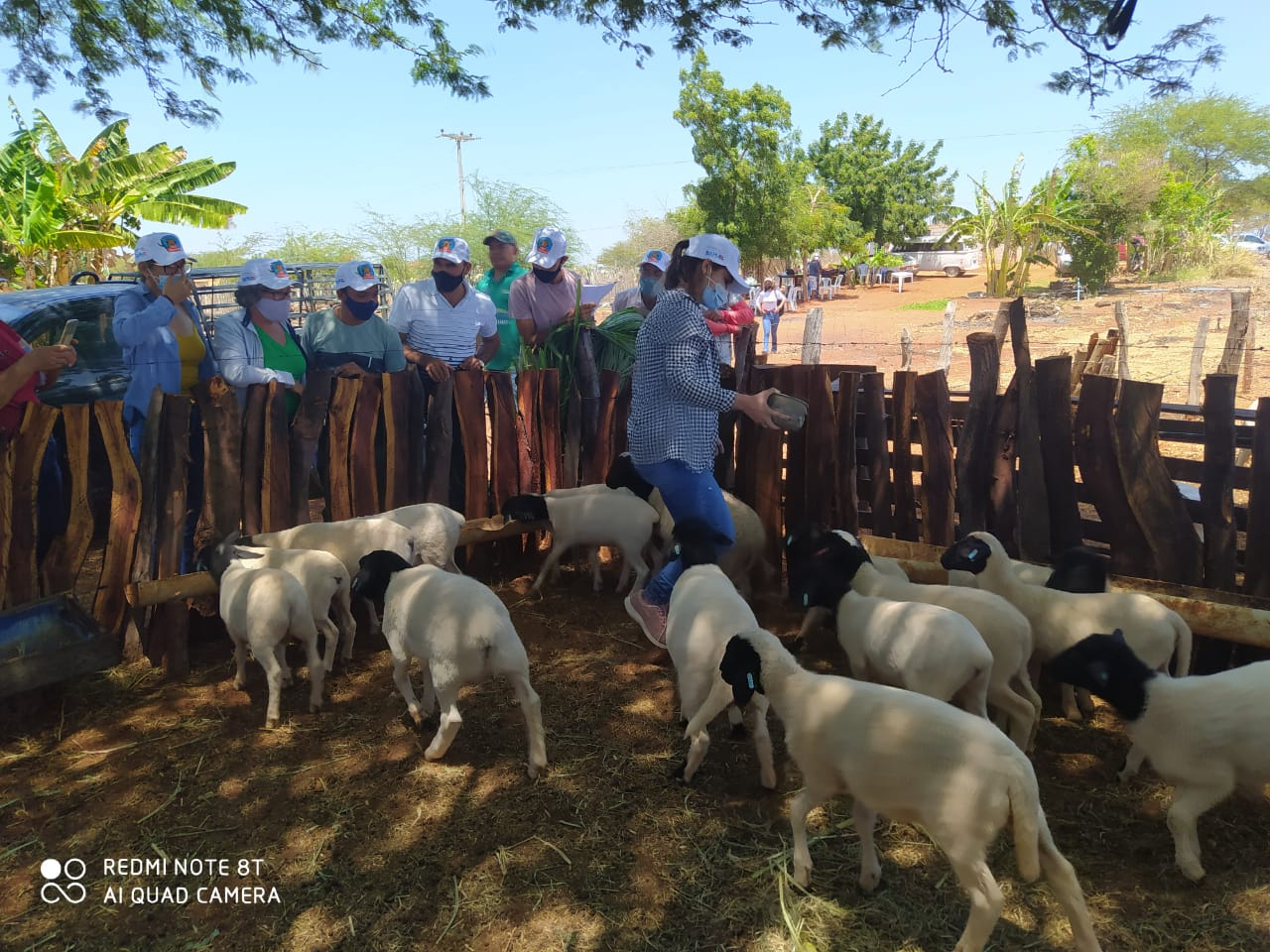Produtores do Semiárido baiano aprendem como melhorar produtividade do rebanho de caprinos e ovinos