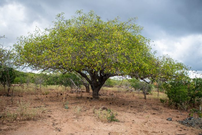 Produtos feitos com frutos da Caatinga geram renda para agricultores familiares