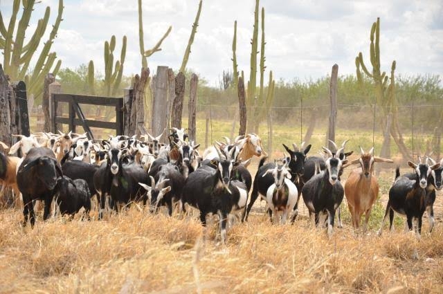 Prospera Agropecuária Semiárido será lançado em Feira de Santana logo mais