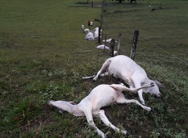 Raio mata 16 animais após atingir fazenda em Itabela