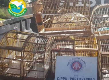 Santa Cruz Cabrália: Polícia Militar resgata 10 aves silvestres