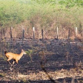 Setembro tem recorde histórico de queimadas no Pantanal