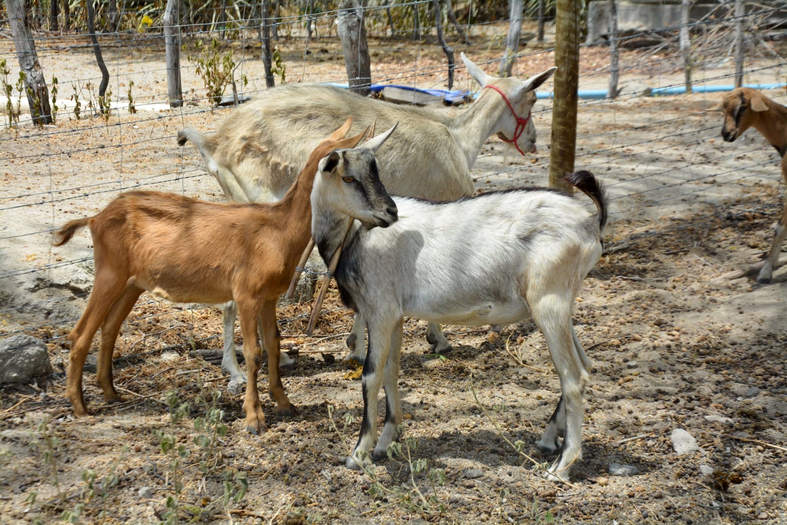 Sistemas agroflorestais trazem renda e sustentabilidade para famílias agricultoras de Cansanção