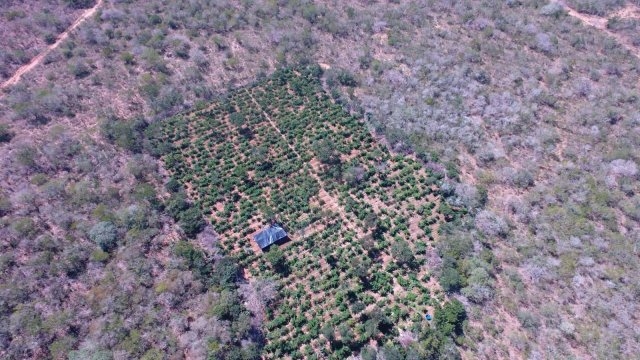 Um dia após drone apontar 40 mil pés de maconha, mais 125 mil pés são apreendidos