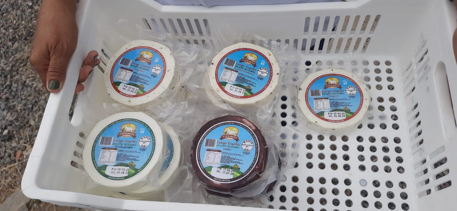 Unidade de beneficiamento de leite de cabra do semiárido baiano produz queijos premiados nacionalmente