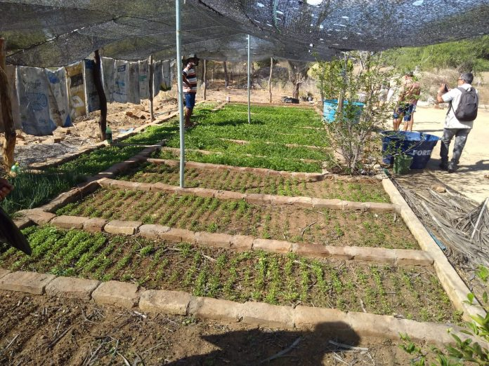 Viveiros melhoram a vida de agricultores familiares em Chorrochó